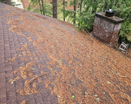 Close up of light moss on asphalt shingles after a rainy season in snoqualmie wa